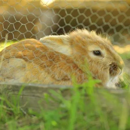 Frühstückspension Feriebyens