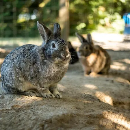 ベッド・アンド・ブレックファスト Feriebyens Rødvig